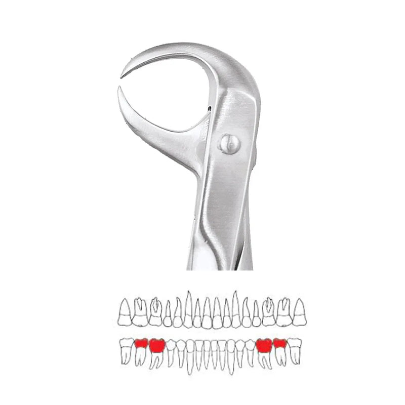 GDC Extraction Forceps Lower Molars  86 Standard (FX86S)