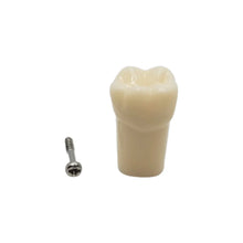 Nissin Teeth